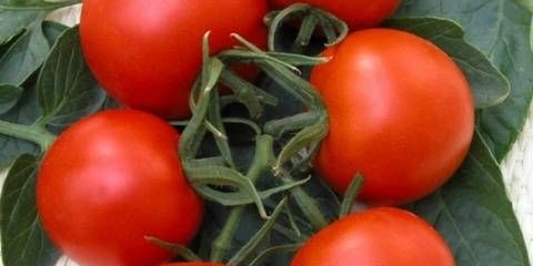 Verlioka paradajz: recenzije, fotografije, prinos